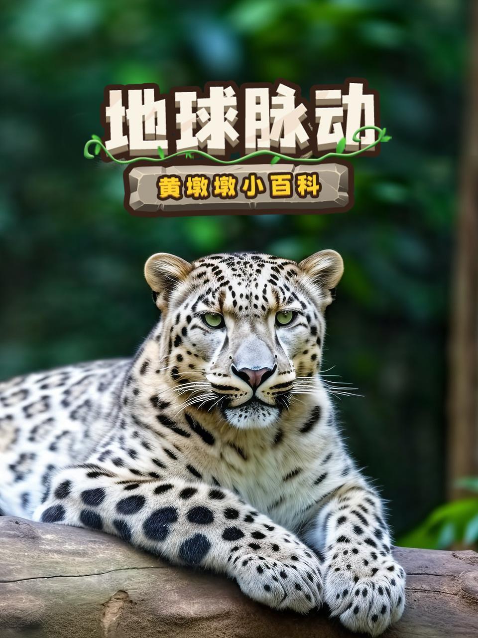 地球脉动:黄墩墩小百科